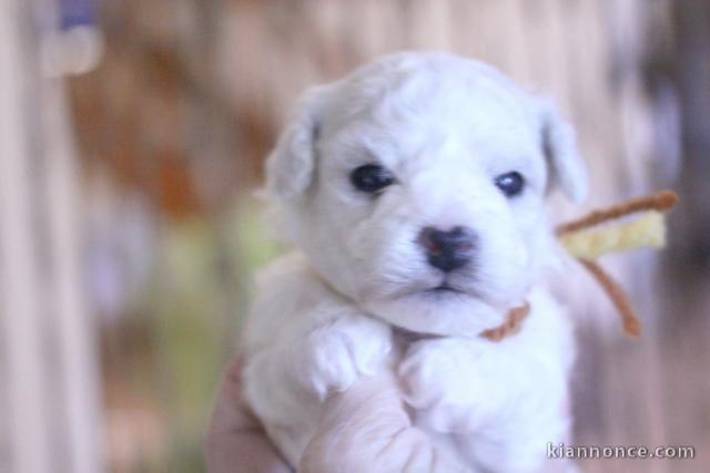 Je donne chiot bichon disponible 