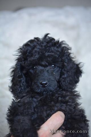 Magnifique chiot caniche 