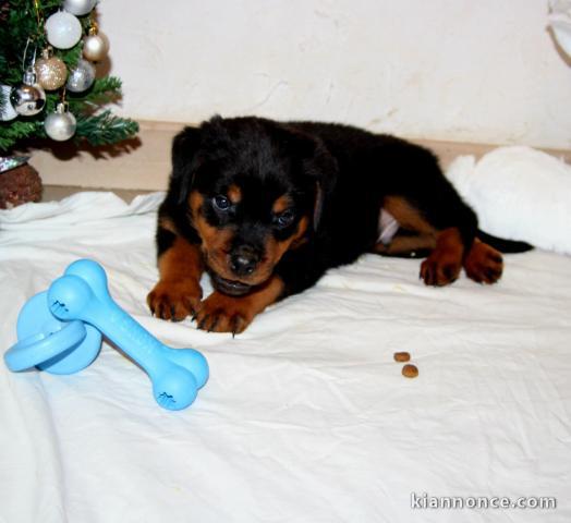 Adorable chiot rottweiler à donner 