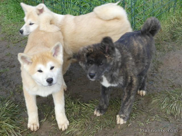 Chiot Akita inu disponible 