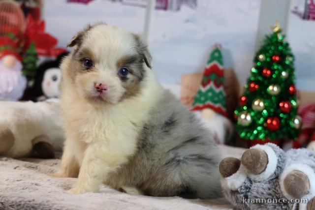 Annonce chiot berger australien 