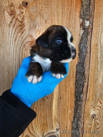 bébé chiot boxer disponible 