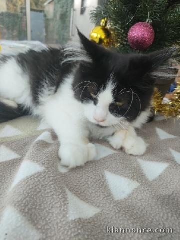 chaton Maine coon a vendre 