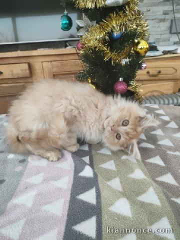 magnifique chaton maine coon adopter 