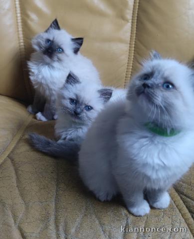 adorable chaton ragdoll à donner urgent 