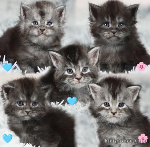 adorable chaton Maine coon 