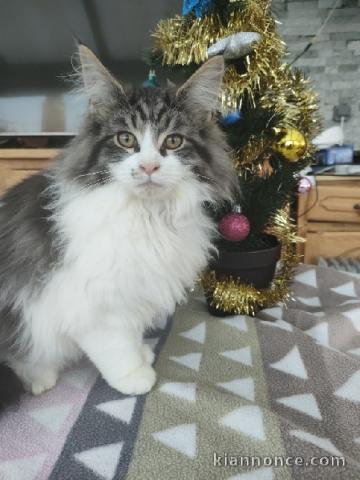chaton Maine coon LOOF 