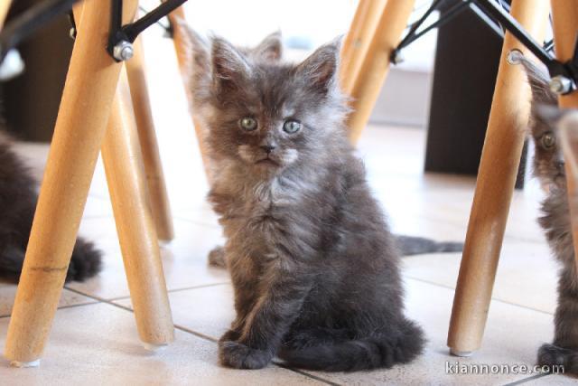magnifique chaton maine coon 