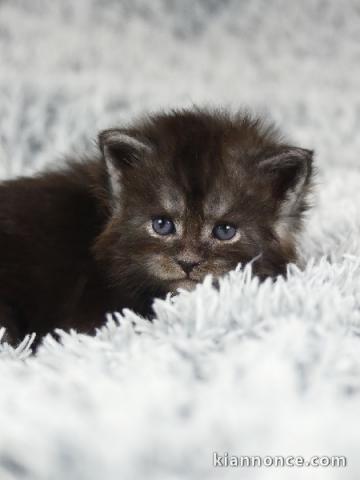 maine coon a vendre Mal 