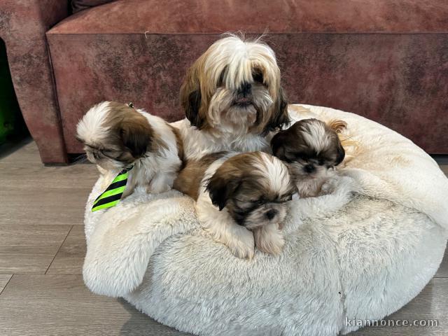 chiot Shih Tzu pour saillie 