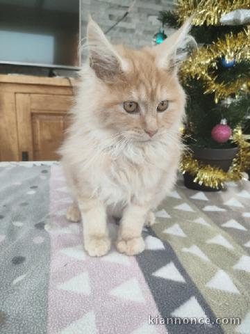maine coon zou je donne pour noël 