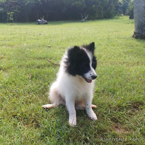 Jeune chiot, vif et attachant!