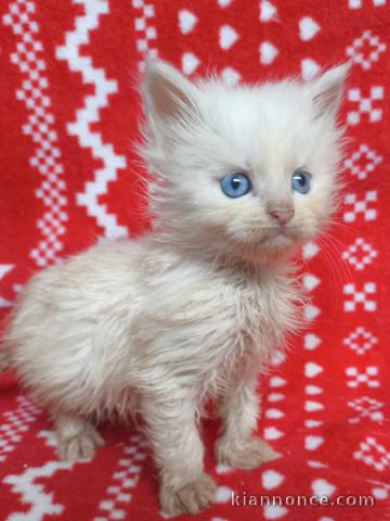 Adorable chaton Maine coon mâle et femelle 