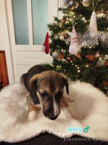 Chiot border collier a donner 