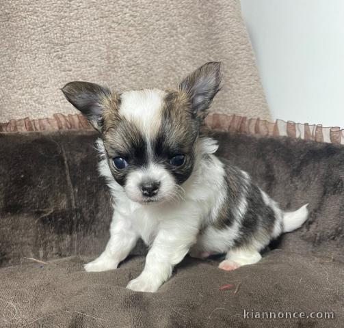 Chiot chihuahua disponible pour adoption 