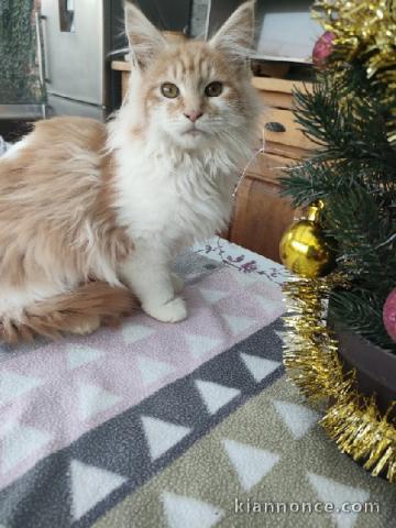 Chaton Maine coon femelle a donner 