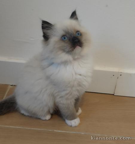 Je donne chaton ragdoll femelle 