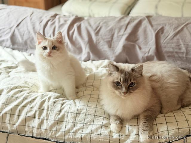 chaton ragdoll femelle a donner 