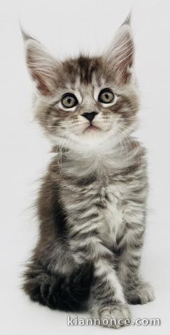 chaton Maine coon femelle a donner 