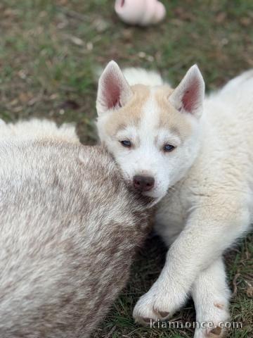 chiot husky sibérien à donner 