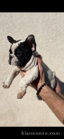 magnifique chiot bouledogue français 