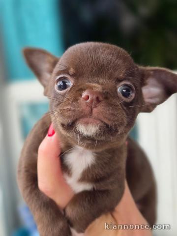 Magnifique chiot chihuahua femelle a donner 