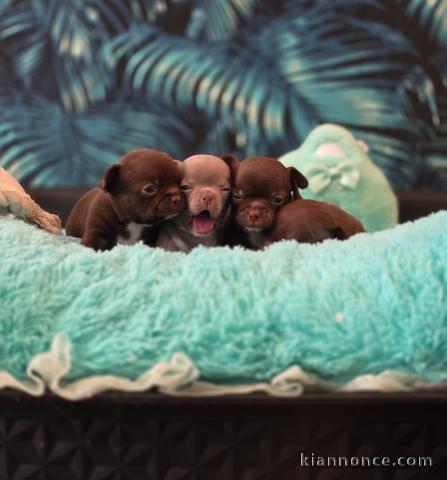 Dons chiot chihuahua disponible 