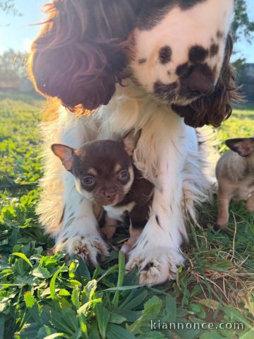 Adorable chiot chihuahua femelle 