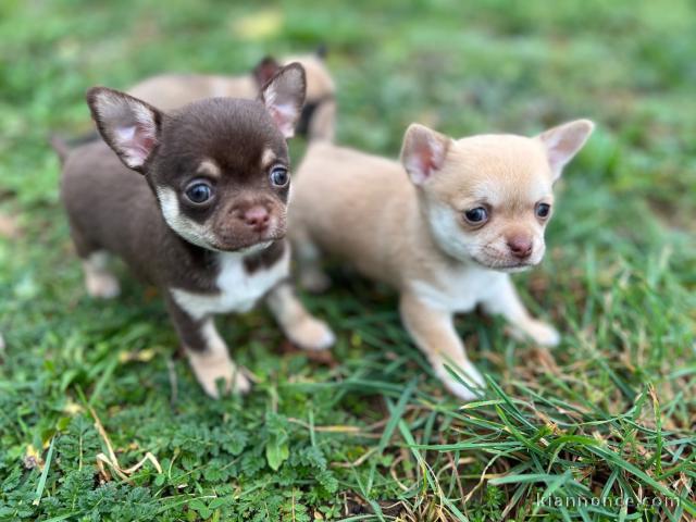 Je donne des chiots chihuahua 