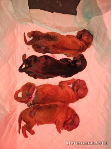 magnifique chiot cavalier king charle disponible 