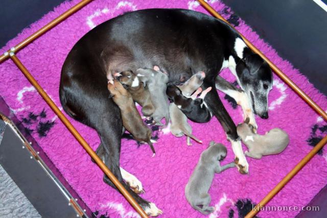 annonce chiot disponible 