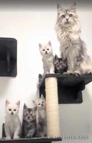 Adorable chaton Maine coon disponible 