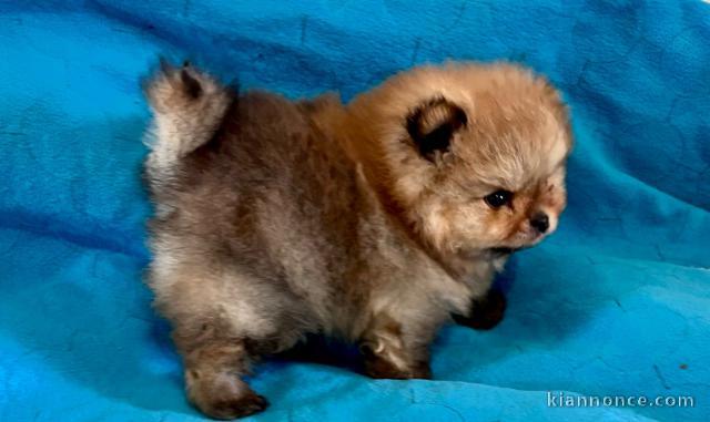 Chiot spitz allemand à donner mâle 