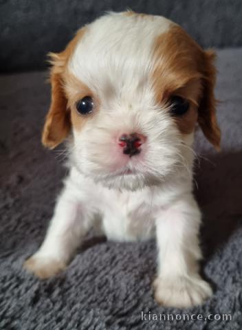 je donne chiot cavalier king charle femelle 