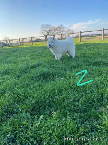 chiot samoyède a donner 