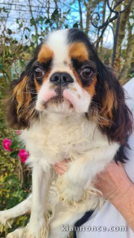 chiot cavalier king charle disponible 