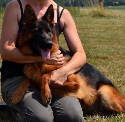 chiot type berger allemand lof 