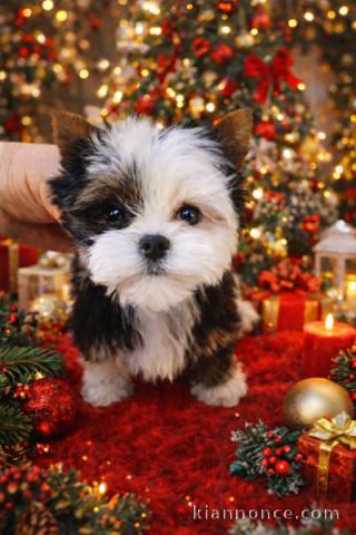 adorable chiot York femelle 