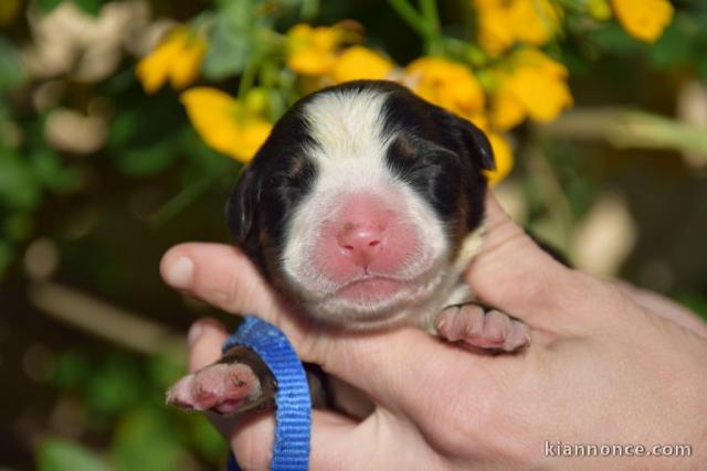 bébé chiot bouvier bernois a donner 