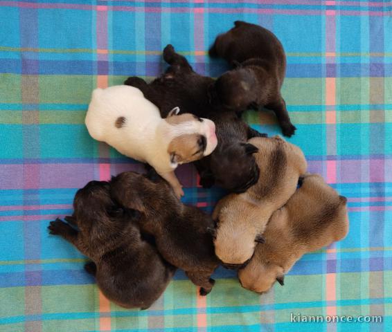 adoption chiot bouledogue français 