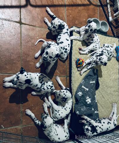 adoption chiot dalmatien magnifique 