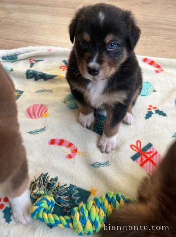 je donne chiot berger australien 