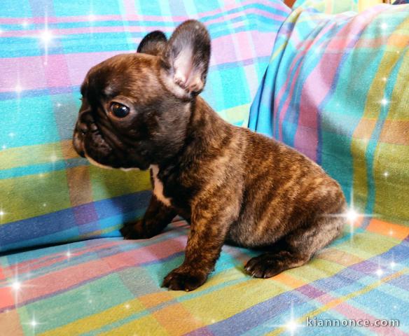 je donne chiot bouledogue français 