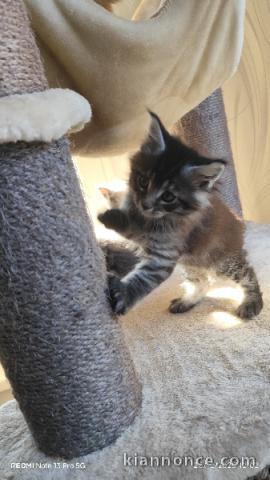 magnifique chaton maine coon mâle a donner 
