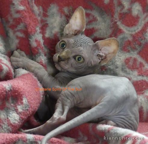magnifique chaton sphynx disponible 