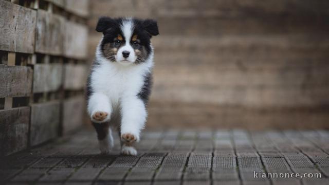 je donne chiot berger australien 