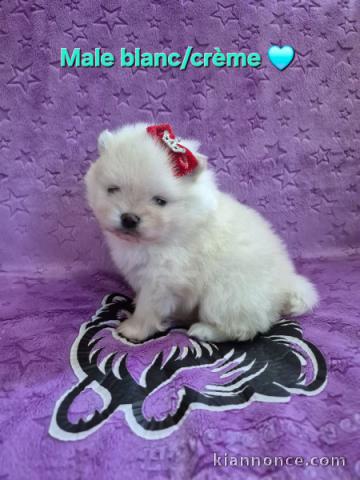 magnifique chiot spitz allemand 