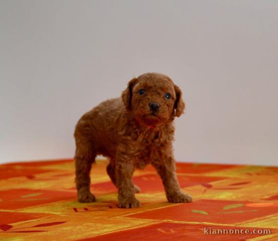 bébé chiot caniche disponible 