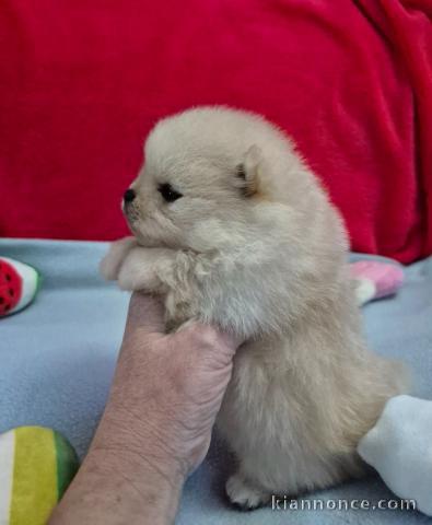 chiot spitz allemand disponible 