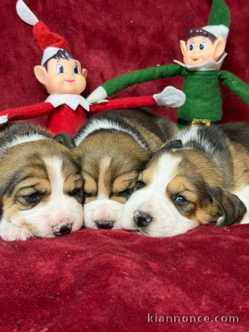 bébé beagle disponible 